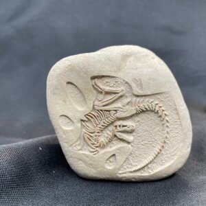 Engraved Fossil Rock